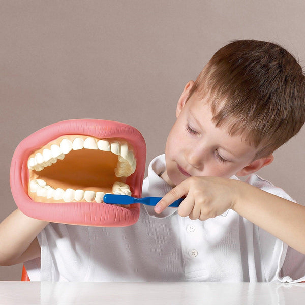 tickit Giant Teeth Demonstration Set -