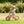 Whizz Balance Bike - Pink