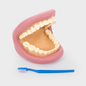 tickit Giant Teeth Demonstration Set -   