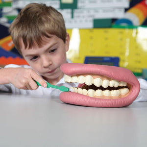 tickit Giant Teeth Demonstration Set -   