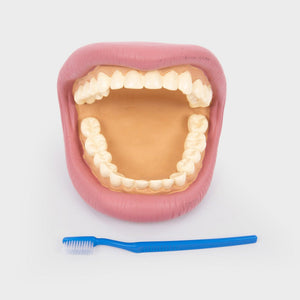 tickit Giant Teeth Demonstration Set -   
