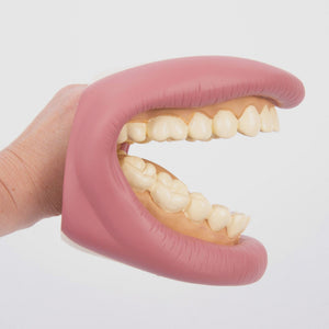 tickit Giant Teeth Demonstration Set -   
