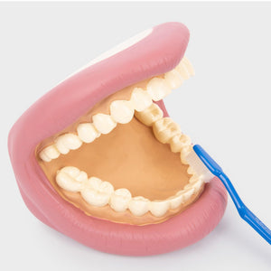 tickit Giant Teeth Demonstration Set -   