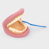 tickit Giant Teeth Demonstration Set -   