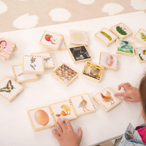 tickit Wooden Lifecycle Tiles -   